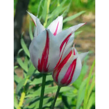 Good Tulip Flower